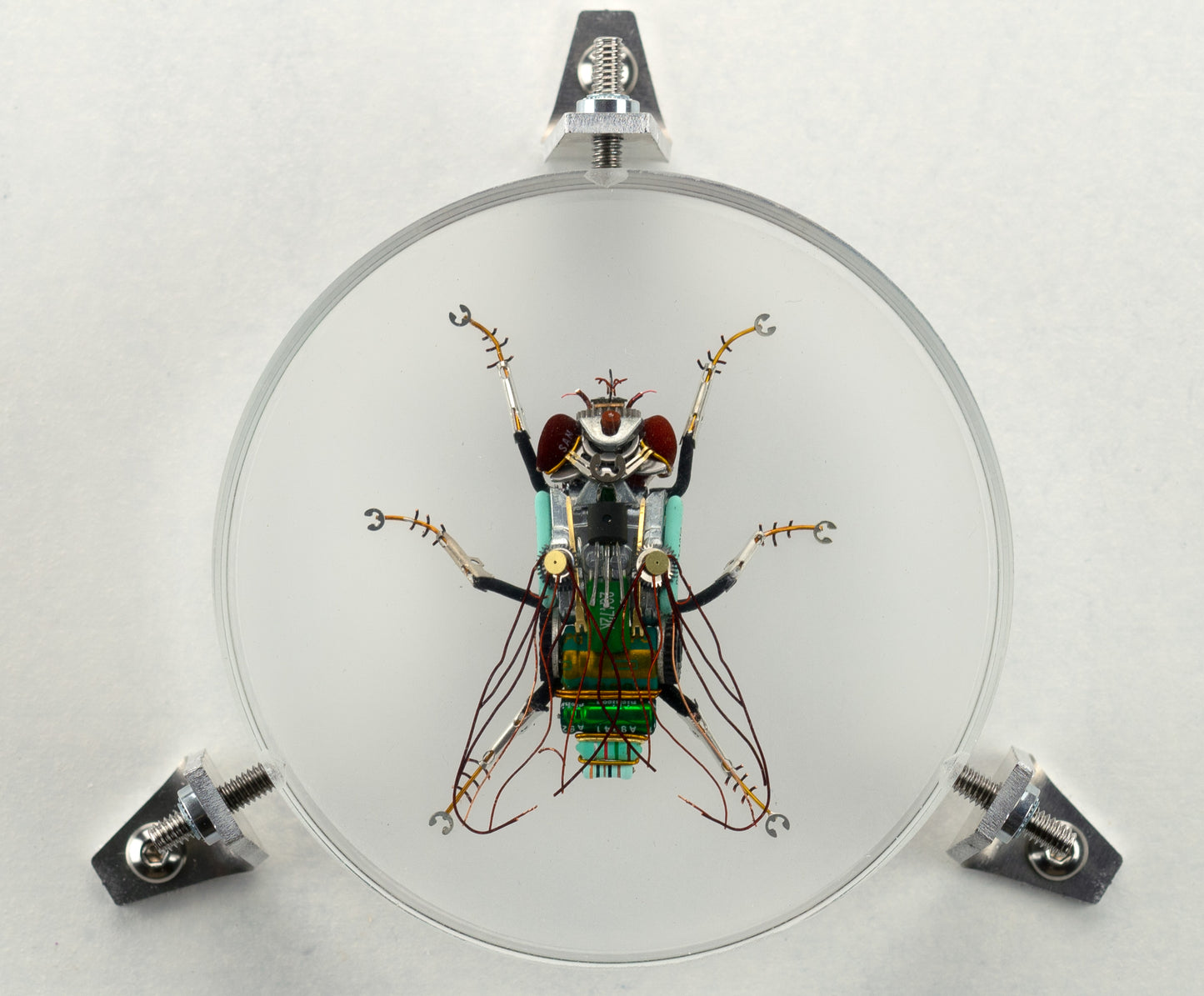 Green Cap Fly, 2023