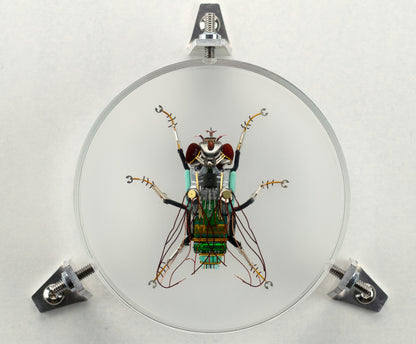Green Cap Fly, 2023