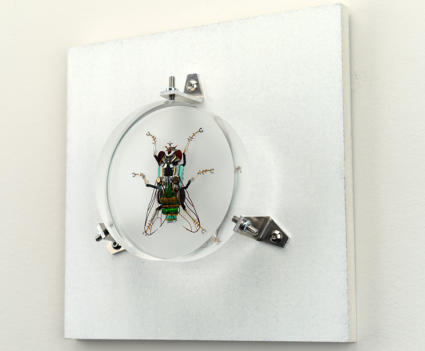 Green Cap Fly, 2023