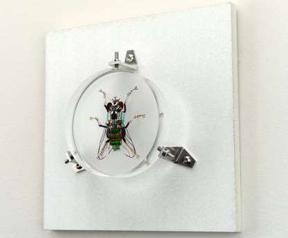 Green Cap Fly, 2023