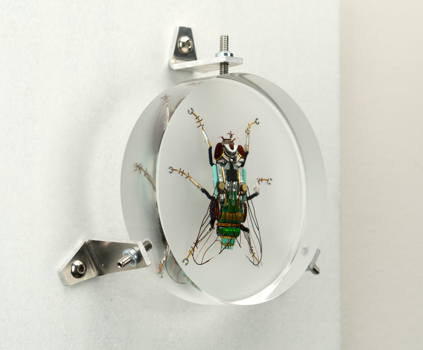 Green Cap Fly, 2023