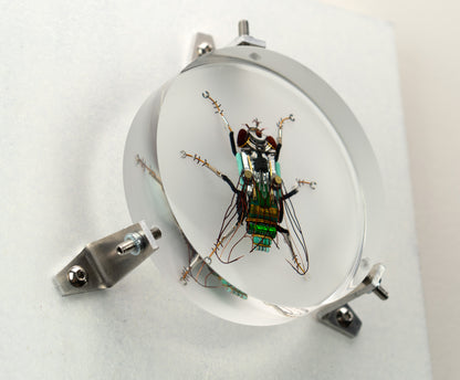 Green Cap Fly, 2023