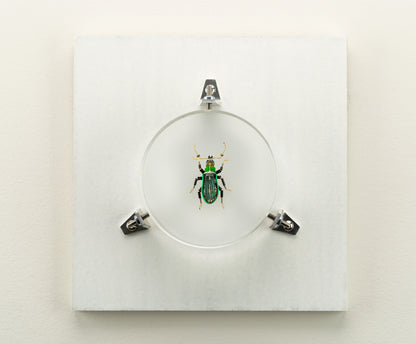 Green Leaf Weevil, 2023