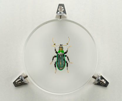 Green Leaf Weevil, 2023