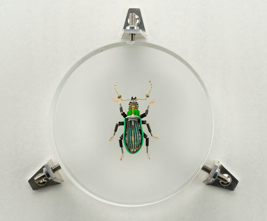 Green Leaf Weevil, 2023