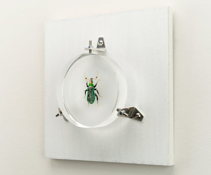 Green Leaf Weevil, 2023