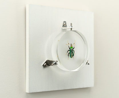 Green Leaf Weevil, 2023