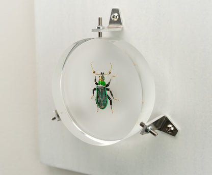Green Leaf Weevil, 2023