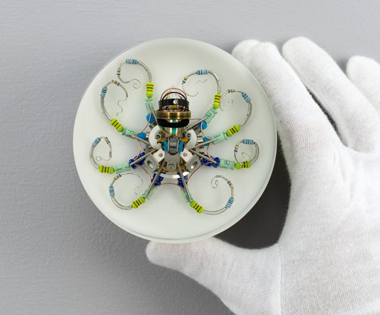 Silver Reef Octopus (Tube-Head Cephalopod), 2025