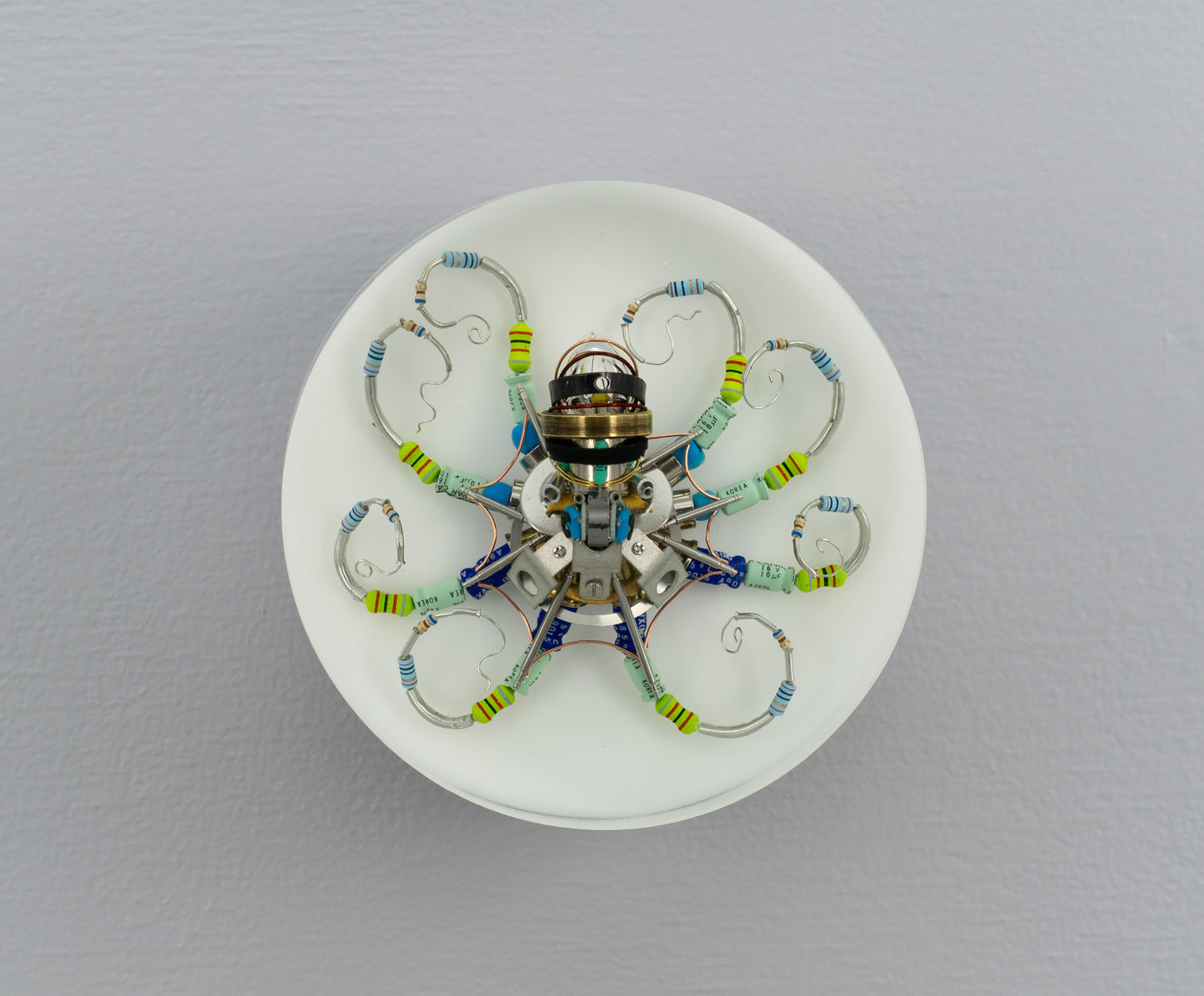 Silver Reef Octopus (Tube-Head Cephalopod), 2025