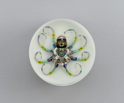 Silver Reef Octopus (Tube-Head Cephalopod), 2025