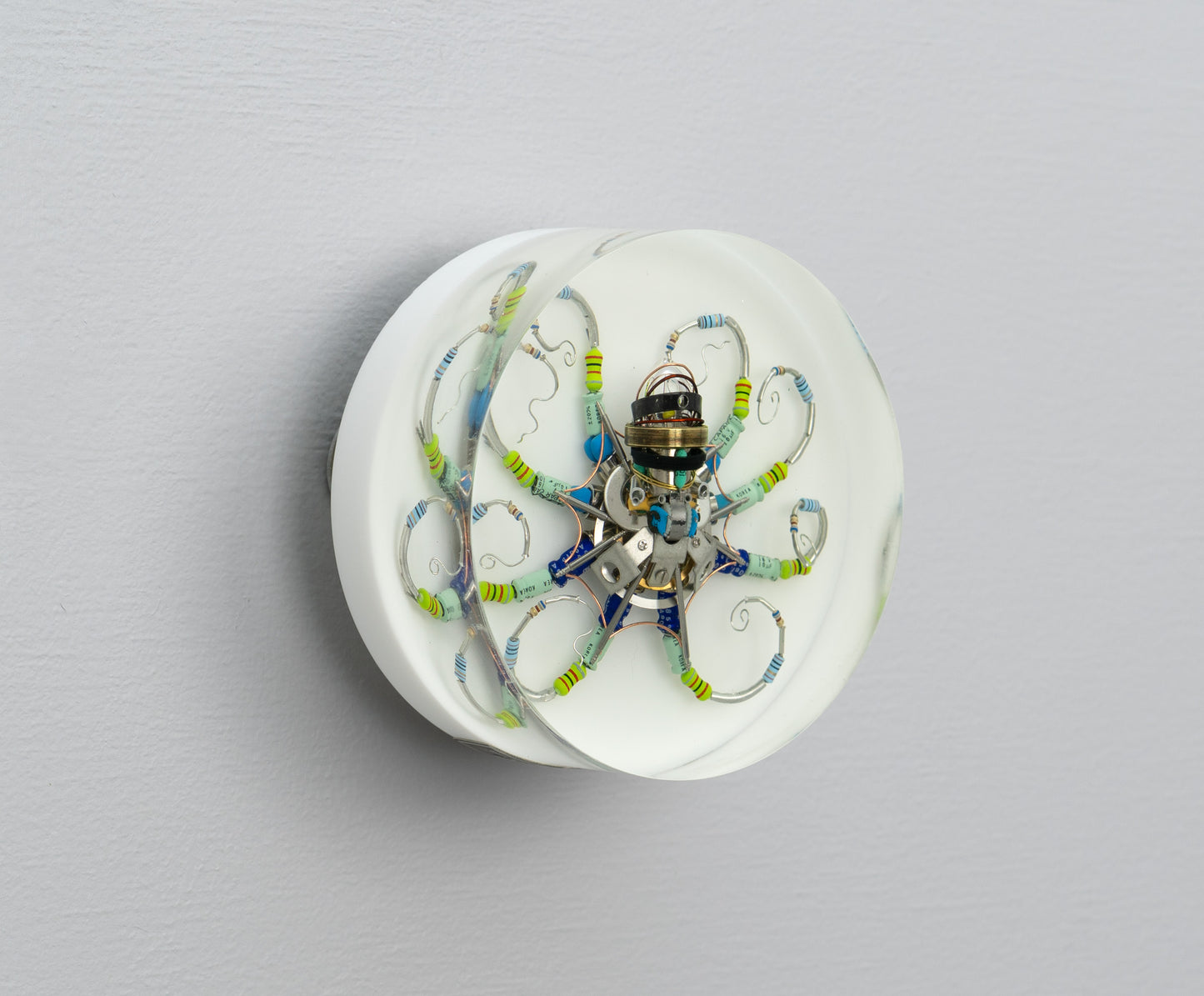 Silver Reef Octopus (Tube-Head Cephalopod), 2025