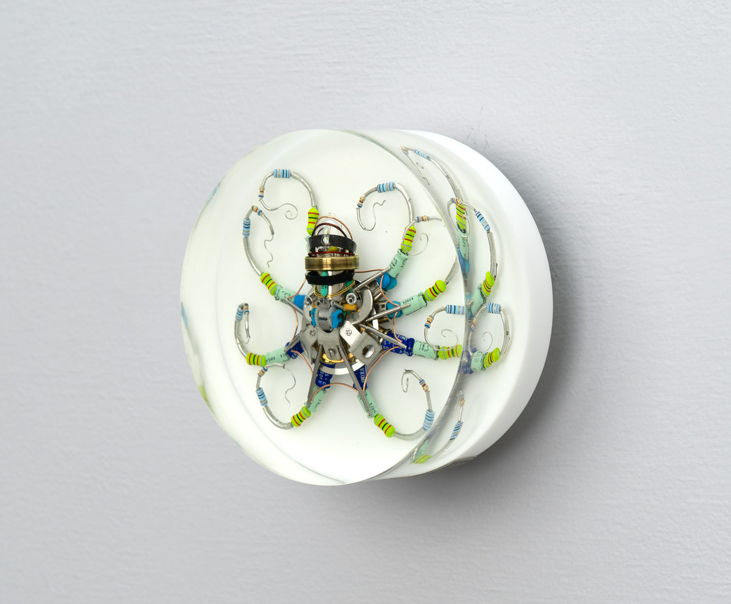 Silver Reef Octopus (Tube-Head Cephalopod), 2025