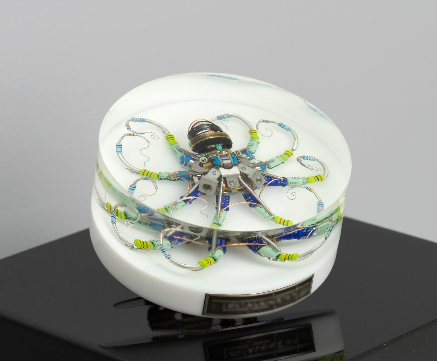 Silver Reef Octopus (Tube-Head Cephalopod), 2025