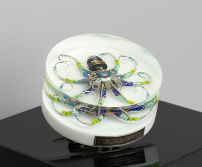 Silver Reef Octopus (Tube-Head Cephalopod), 2025