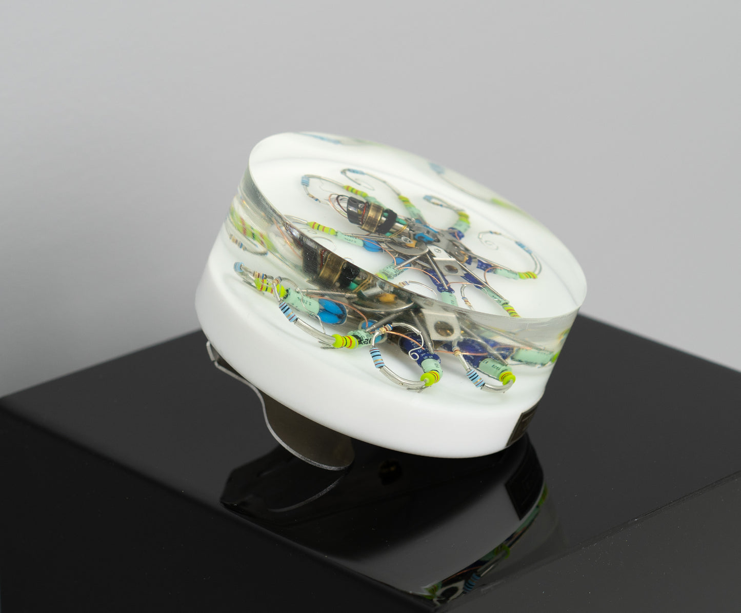 Silver Reef Octopus (Tube-Head Cephalopod), 2025