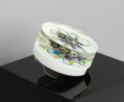 Silver Reef Octopus (Tube-Head Cephalopod), 2025