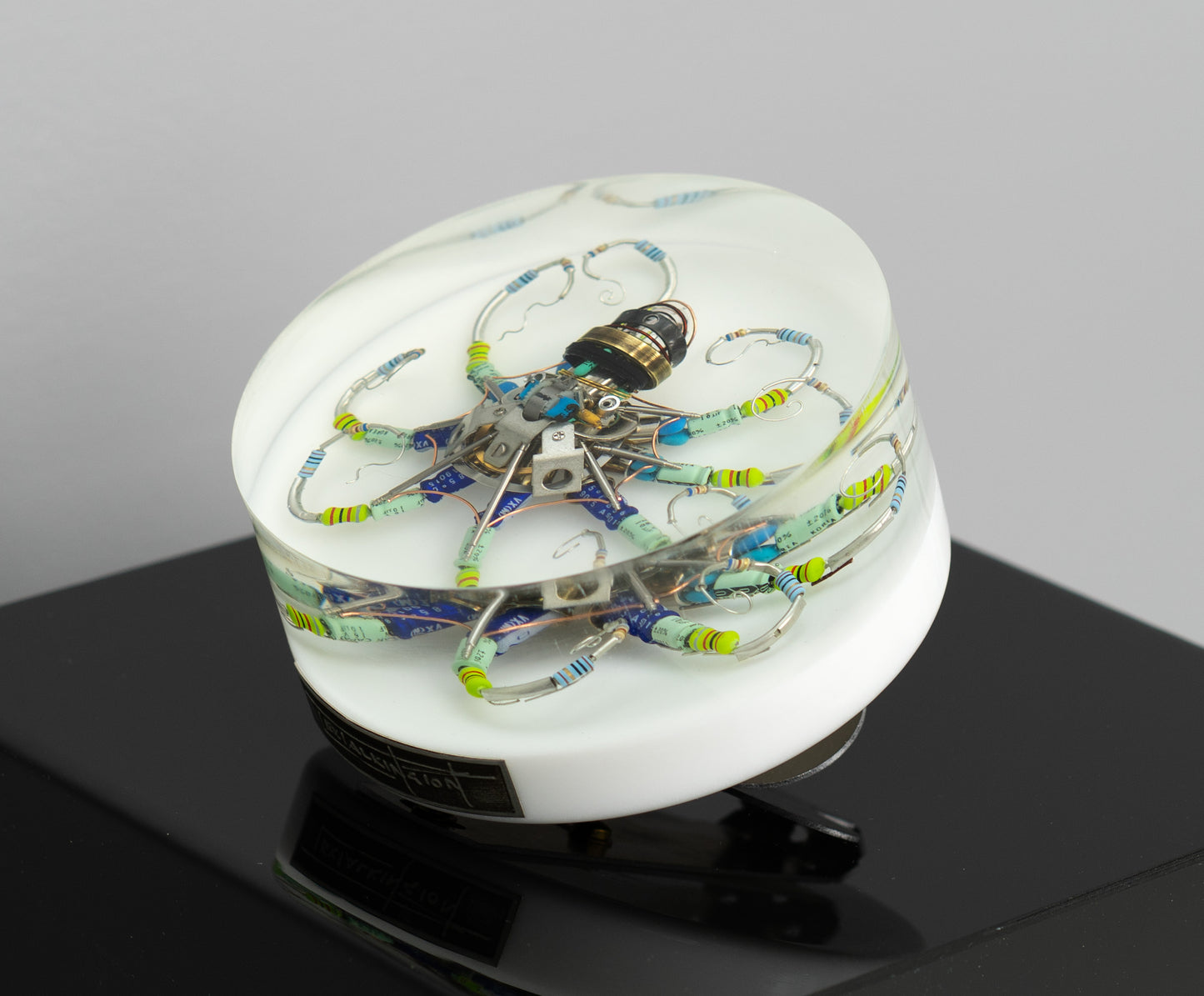 Silver Reef Octopus (Tube-Head Cephalopod), 2025