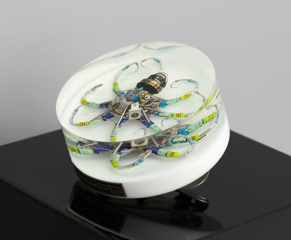 Silver Reef Octopus (Tube-Head Cephalopod), 2025