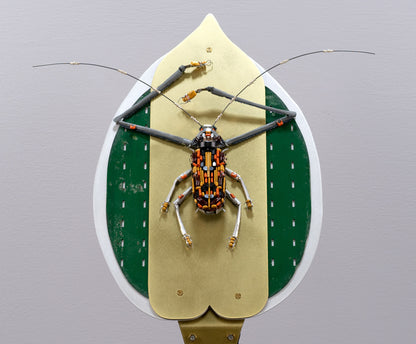 Harlequin Beetle, 2020