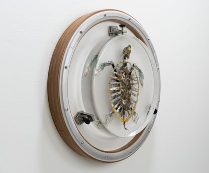 Hawksbill Turtle, 2023