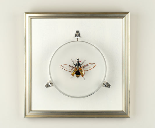 Hercules Harrier Beetle, 2023