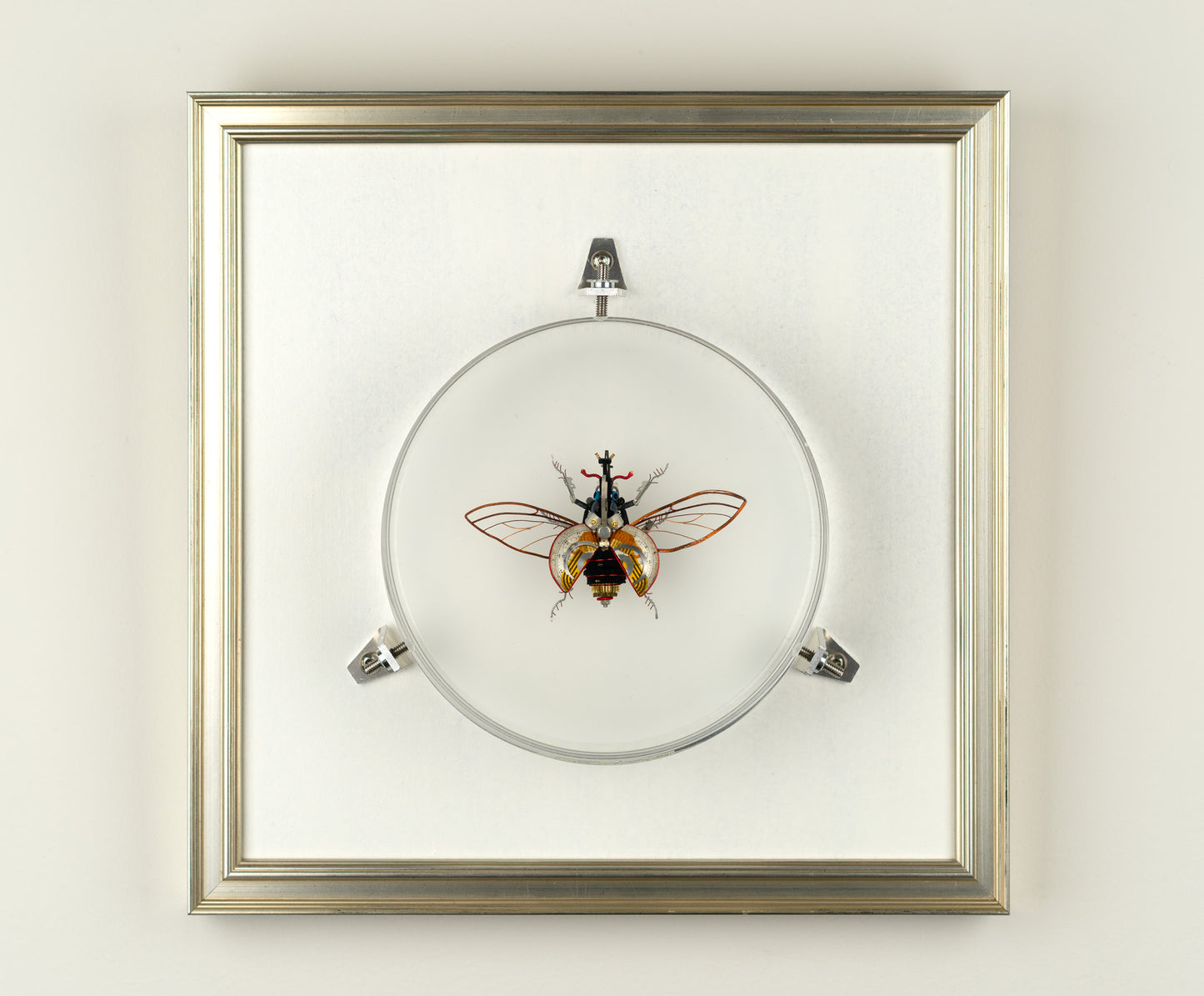 Hercules Harrier Beetle, 2023
