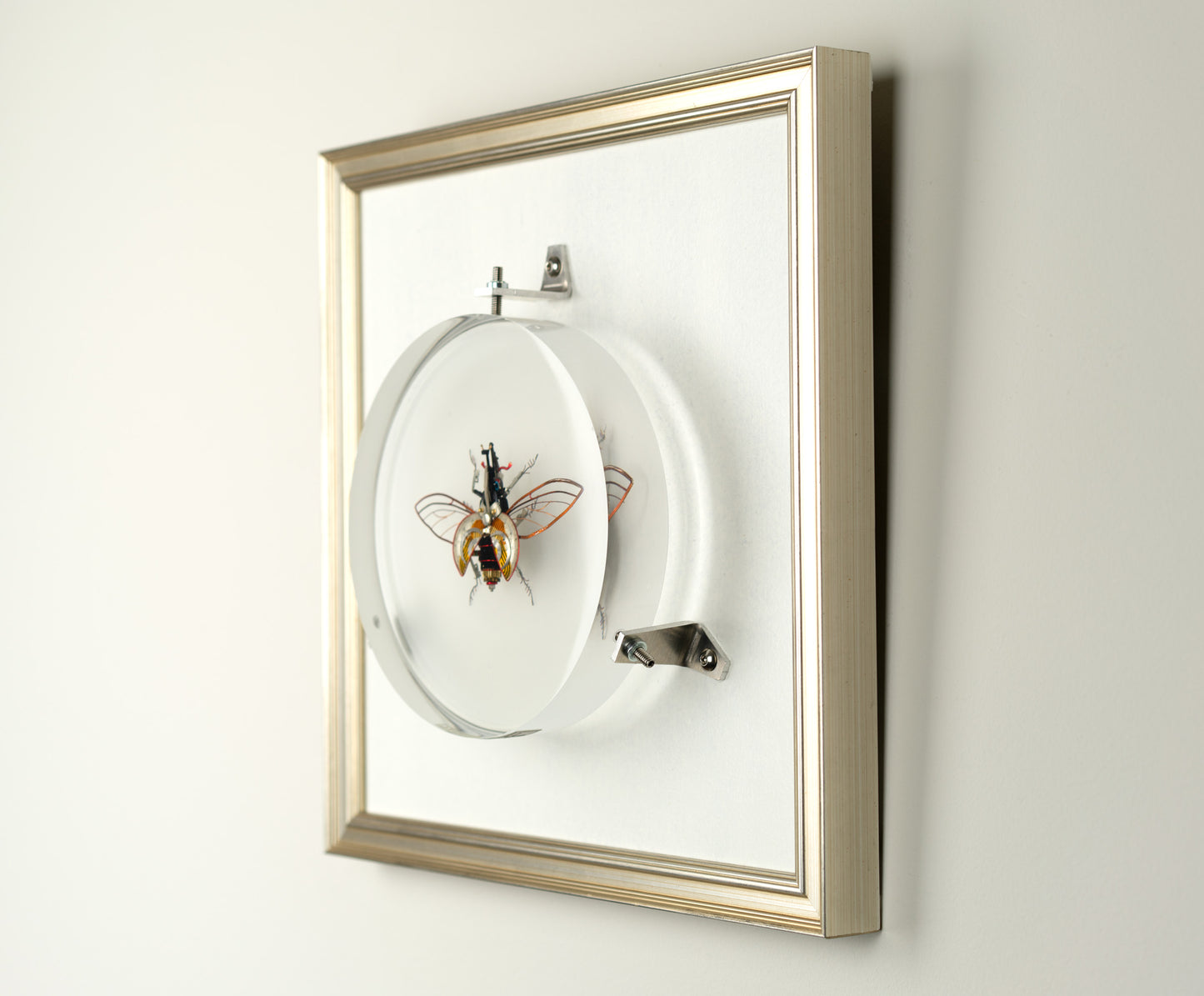Hercules Harrier Beetle, 2023