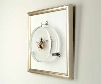 Hercules Harrier Beetle, 2023