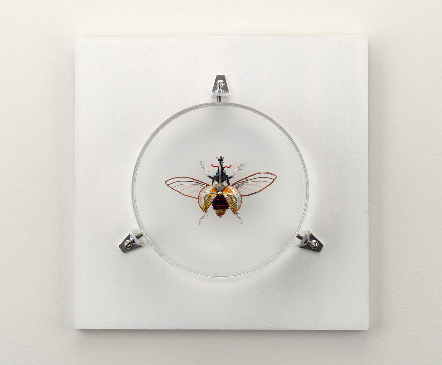 Hercules Harrier Beetle, 2023