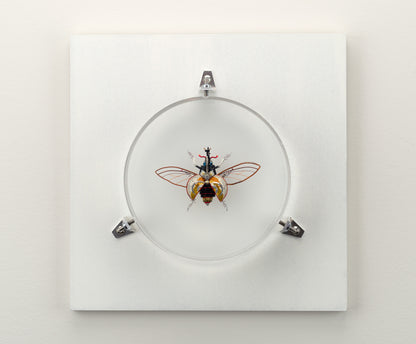 Hercules Harrier Beetle, 2023