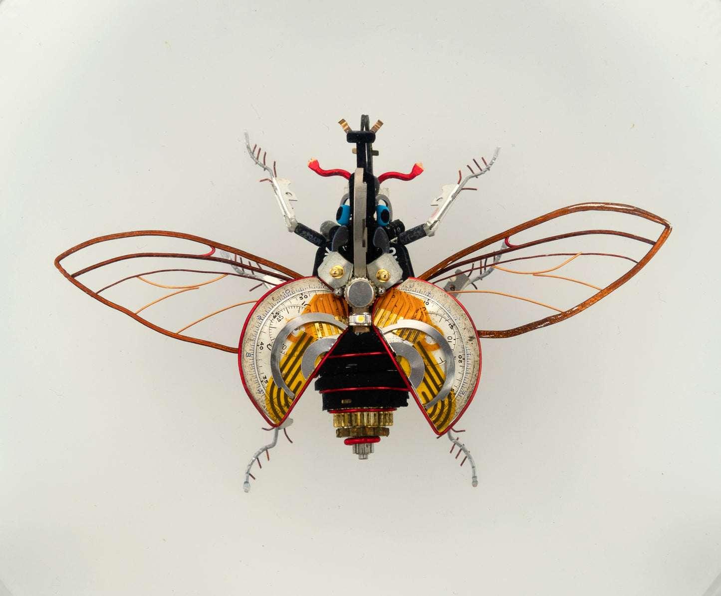 Hercules Harrier Beetle, 2023
