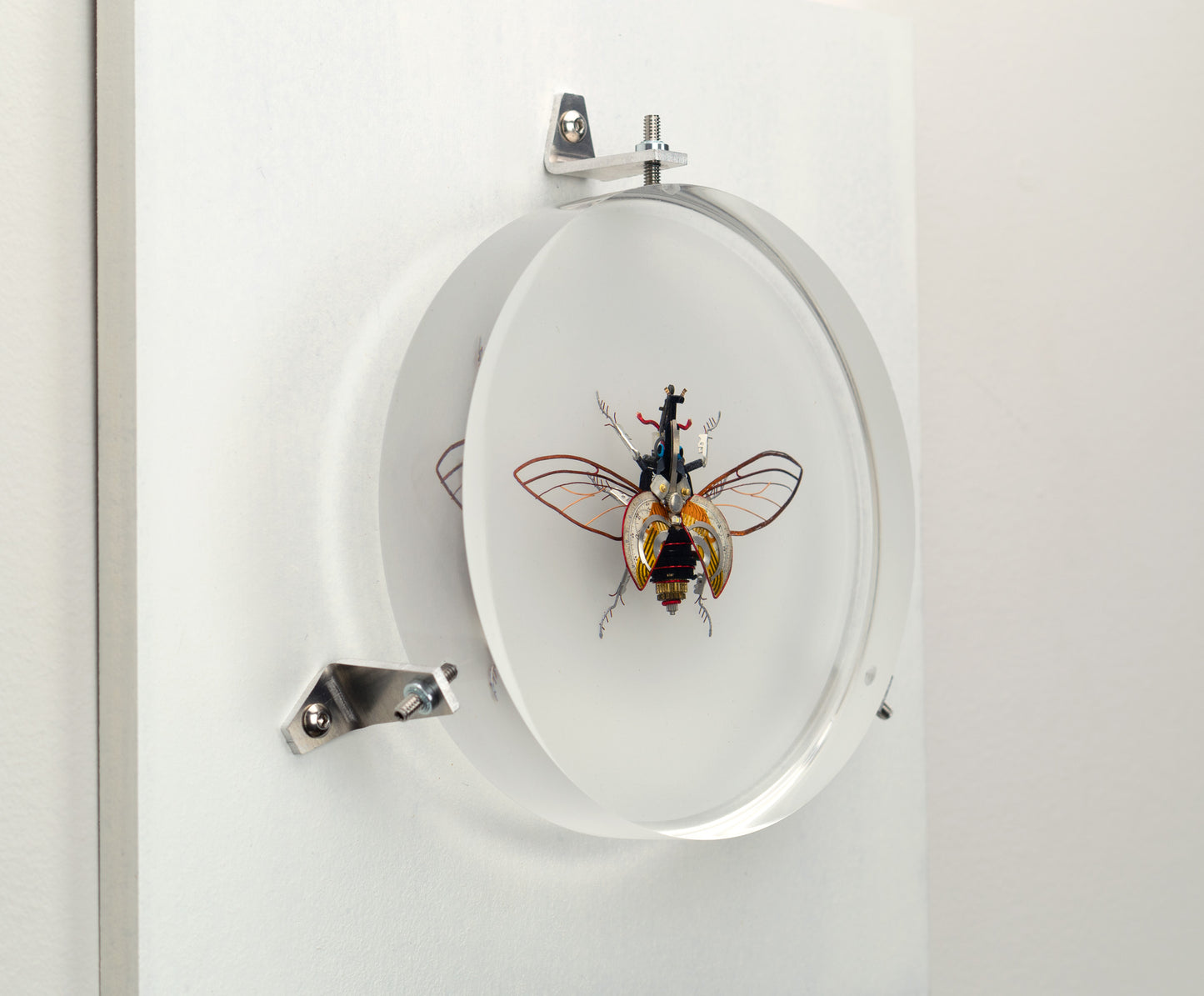 Hercules Harrier Beetle, 2023