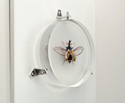 Hercules Harrier Beetle, 2023