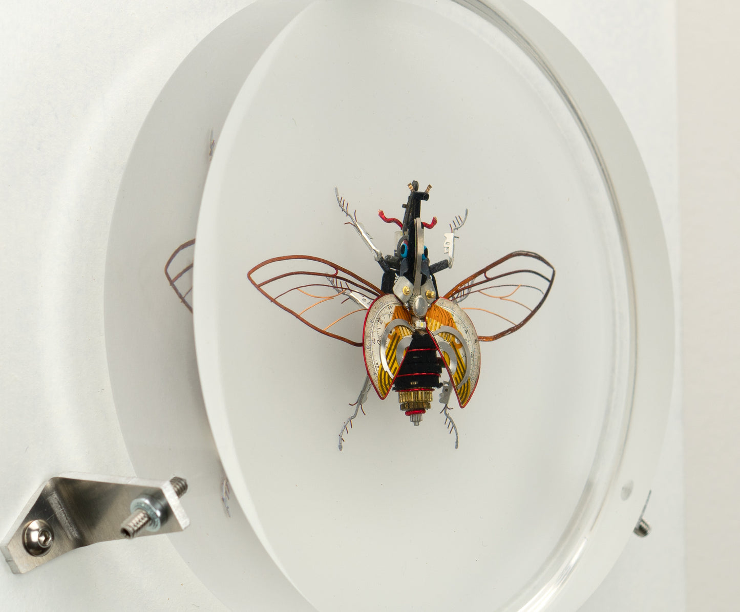 Hercules Harrier Beetle, 2023