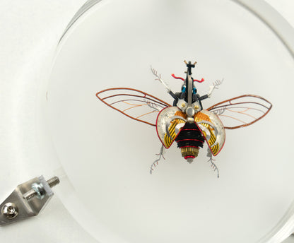 Hercules Harrier Beetle, 2023