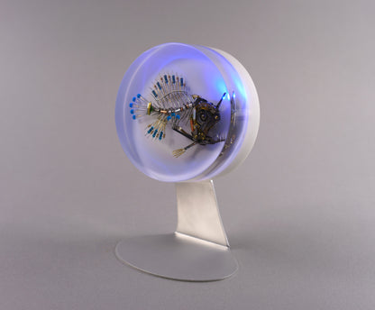 Azul Anglerfish, 2026