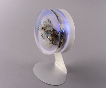 Azul Anglerfish, 2026