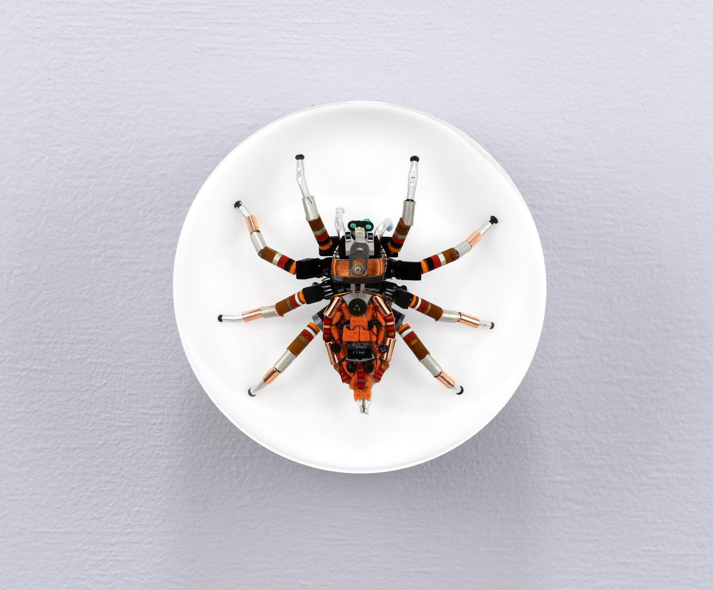Bold Beryllium Jumping Spider, 2024