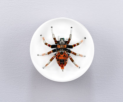 Bold Beryllium Jumping Spider, 2024