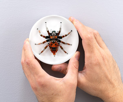 Bold Beryllium Jumping Spider, 2024