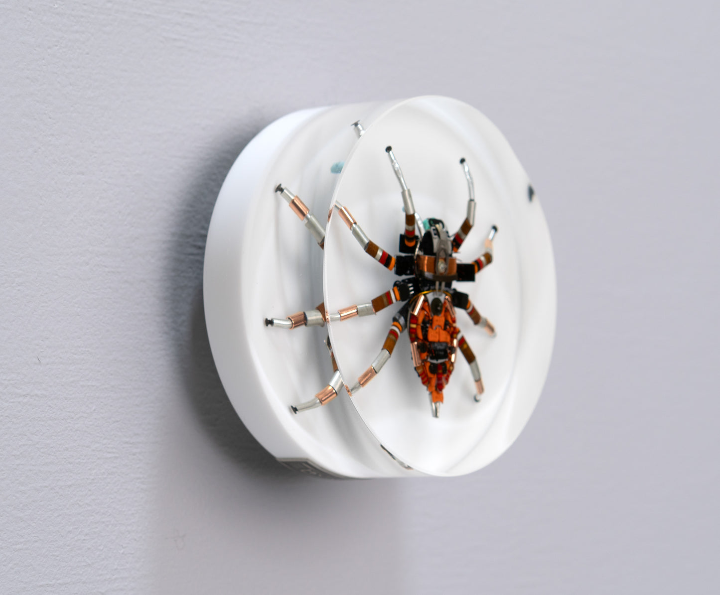 Bold Beryllium Jumping Spider, 2024