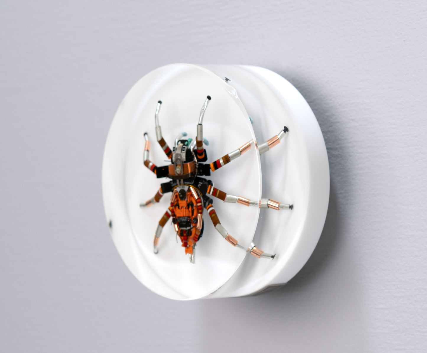 Bold Beryllium Jumping Spider, 2024