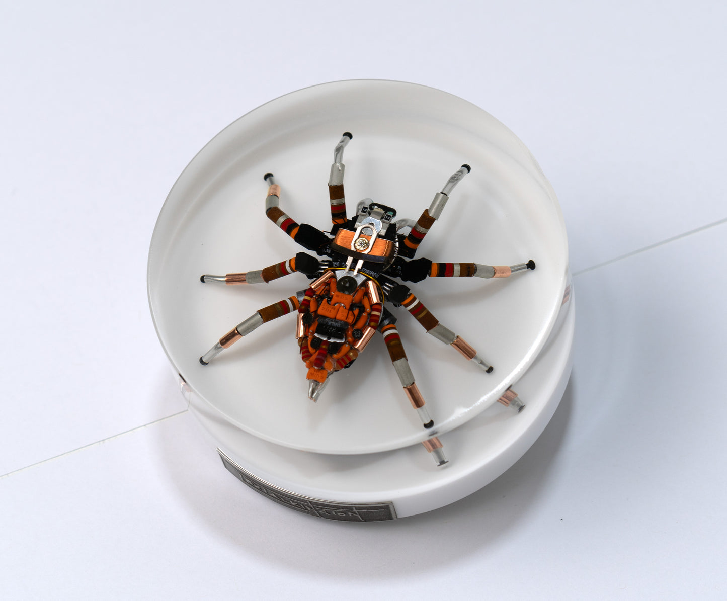 Bold Beryllium Jumping Spider, 2024