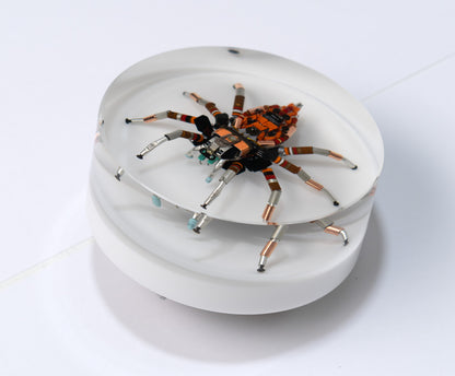 Bold Beryllium Jumping Spider, 2024