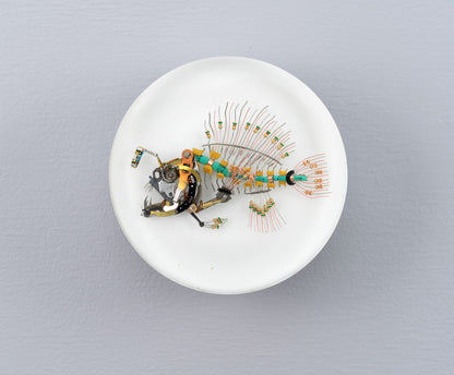 Siren Anglerfish, 2026