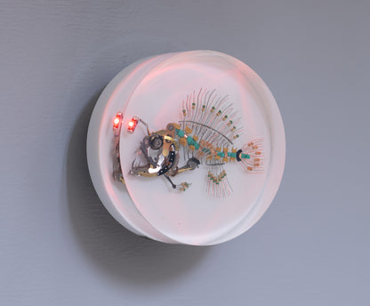 Siren Anglerfish, 2026