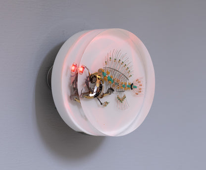 Siren Anglerfish, 2026