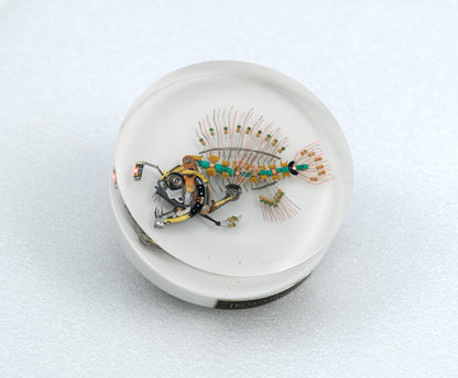 Siren Anglerfish, 2026