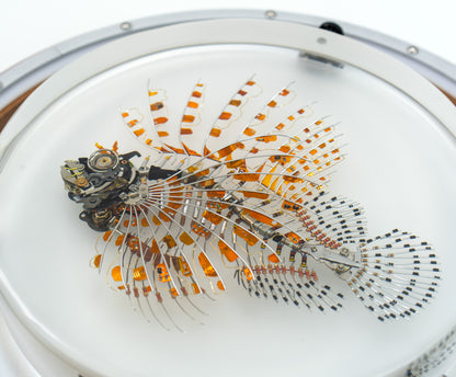 Kapton Lionfish, 2023